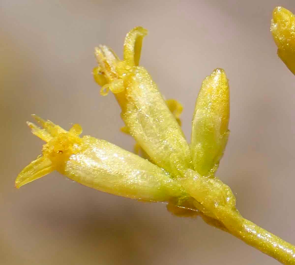 Gutierrezia microcephala