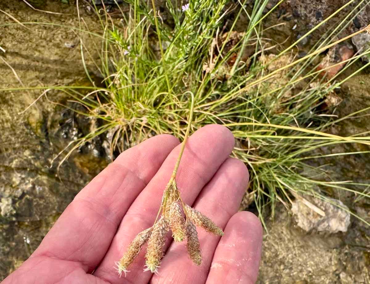 Fimbristylis thermalis