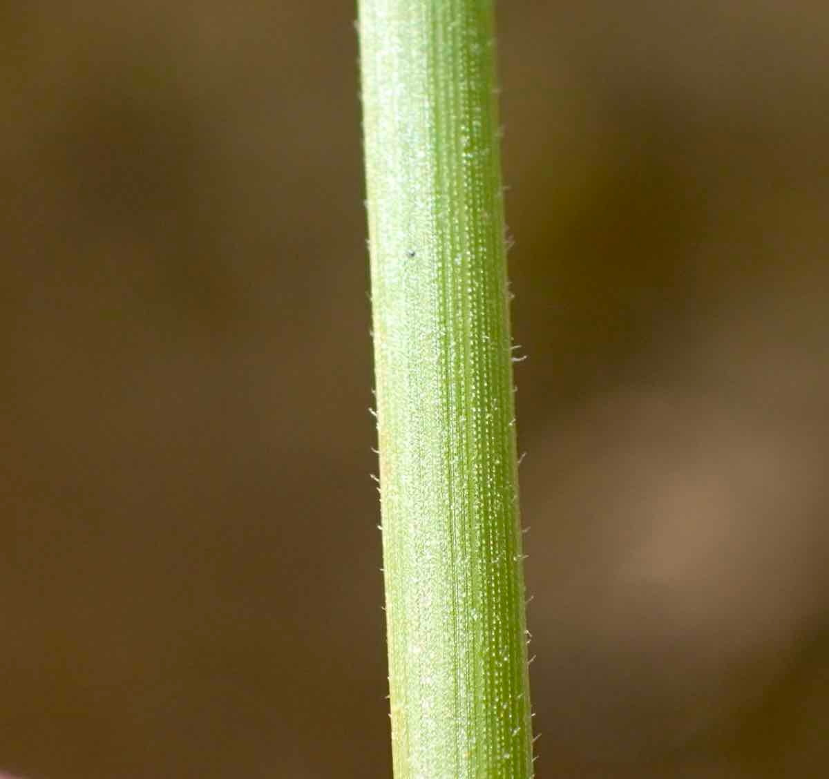 Fimbristylis thermalis