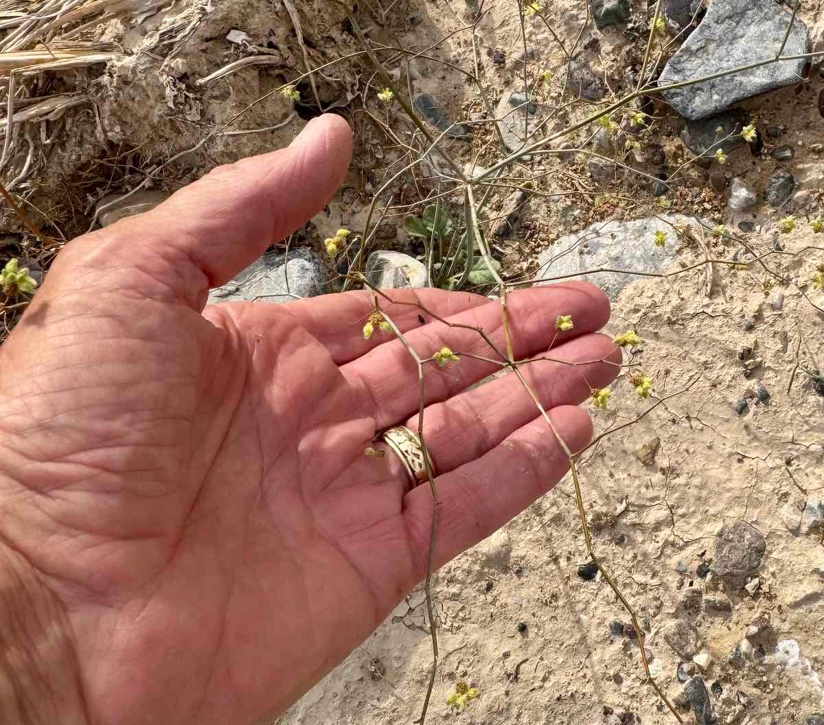 Eriogonum contiguum