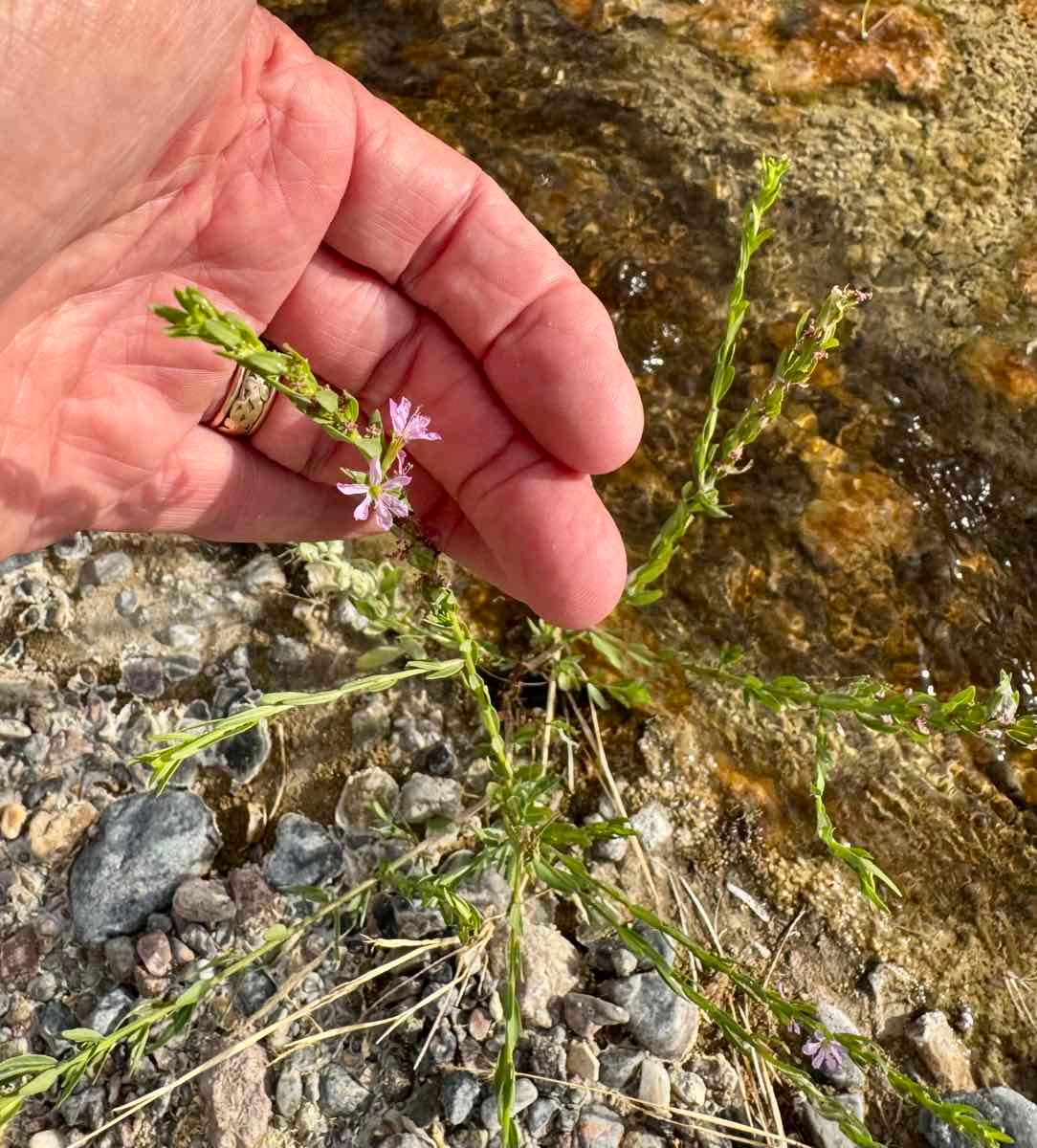 Lythrum californicum