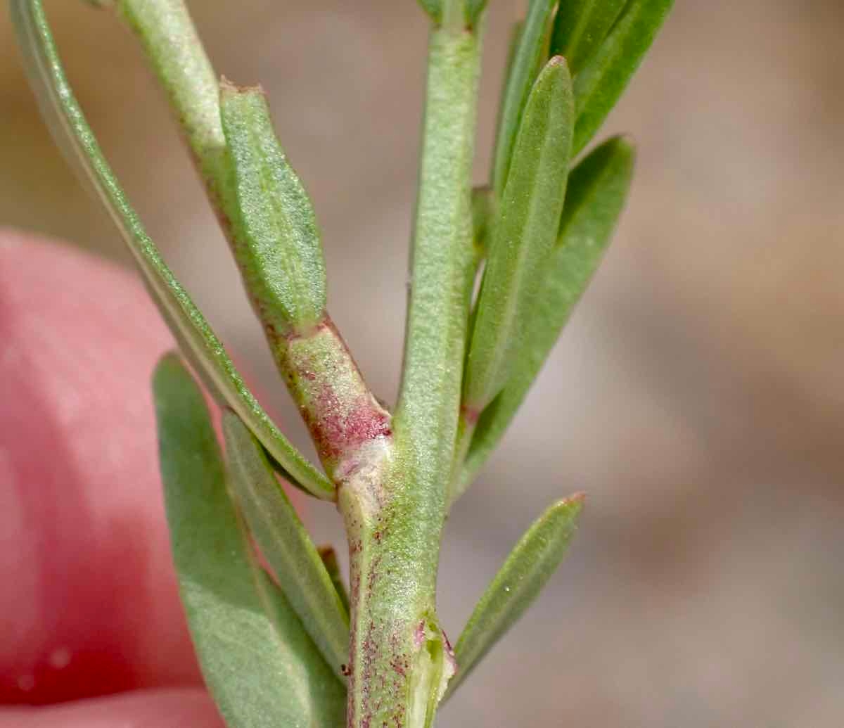 Lythrum californicum