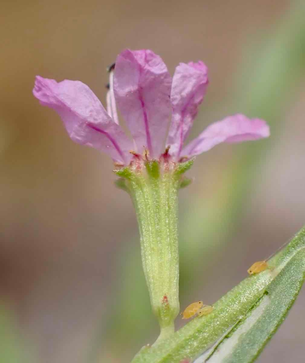 Lythrum californicum