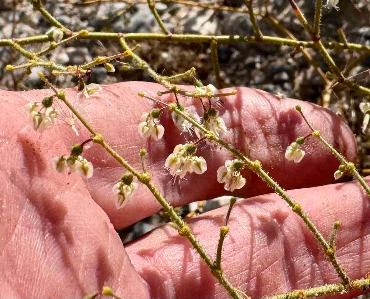 Eriogonum brachypodum