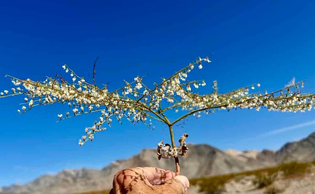 Eriogonum brachypodum