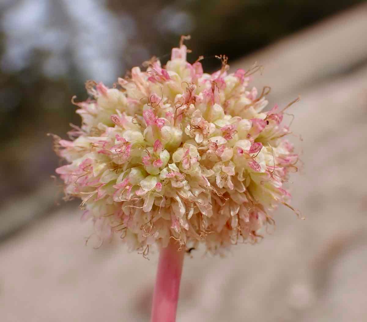 Eriogonum latens