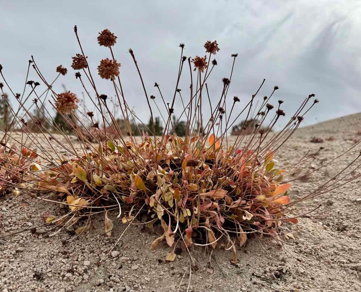 Eriogonum latens