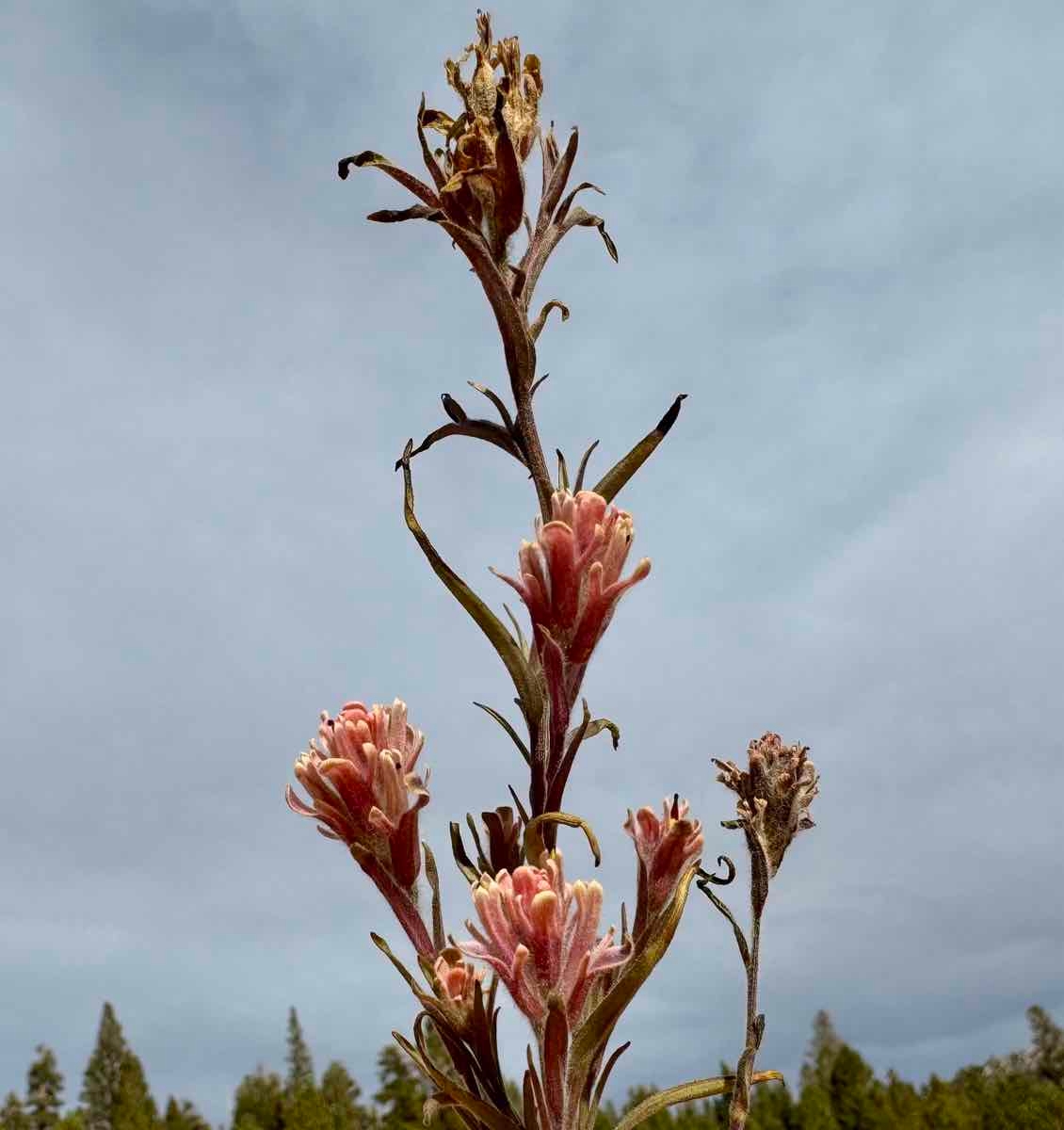 Castilleja praeterita