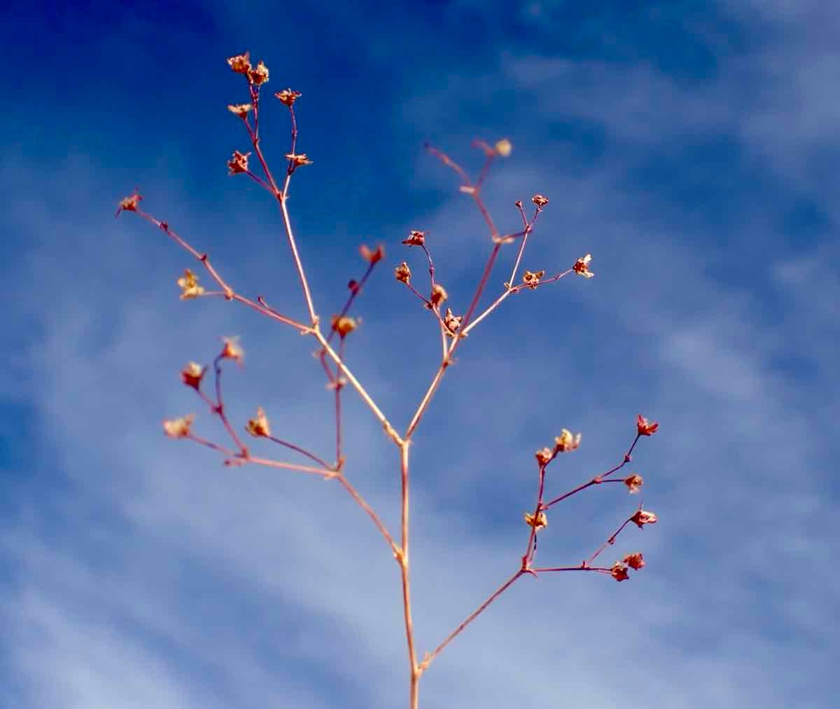 Eriogonum spergulinum var. pratense