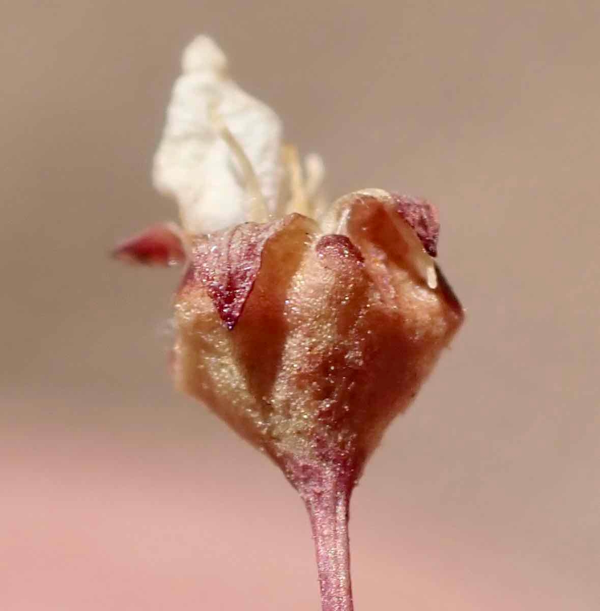 Eriogonum spergulinum var. pratense