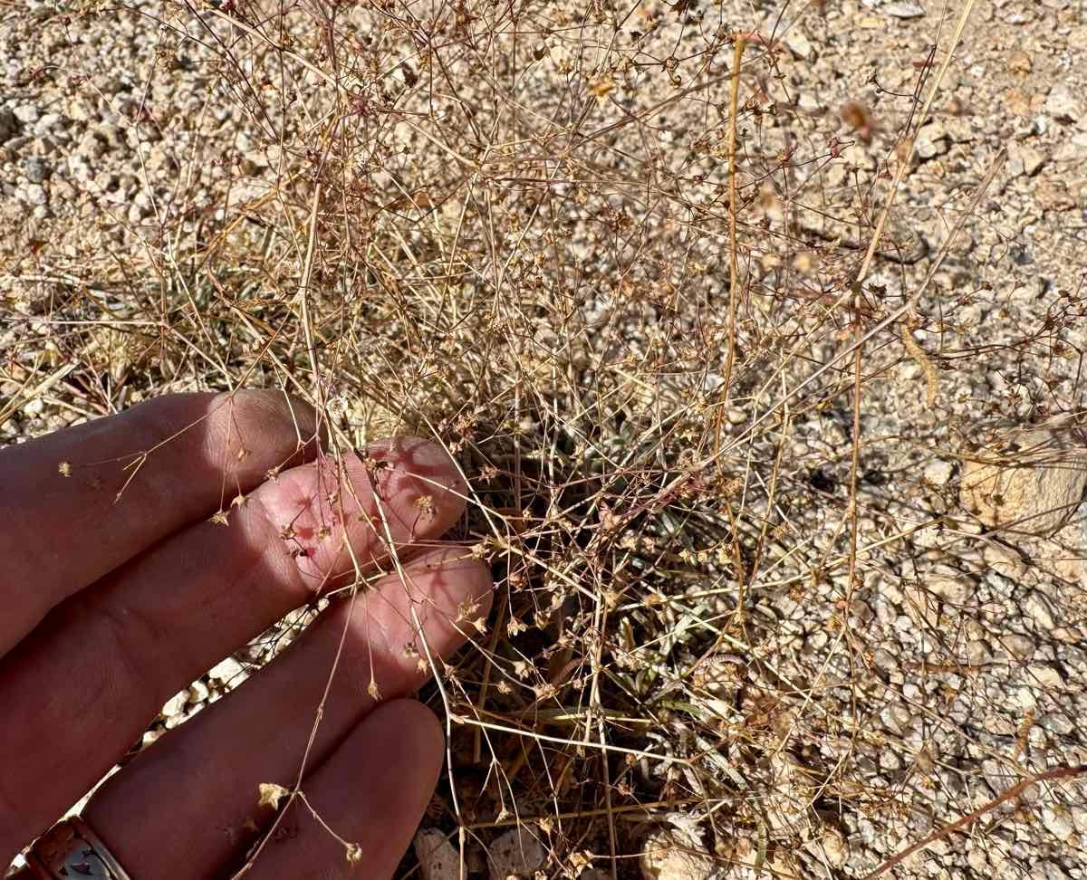 Eriogonum spergulinum var. pratense