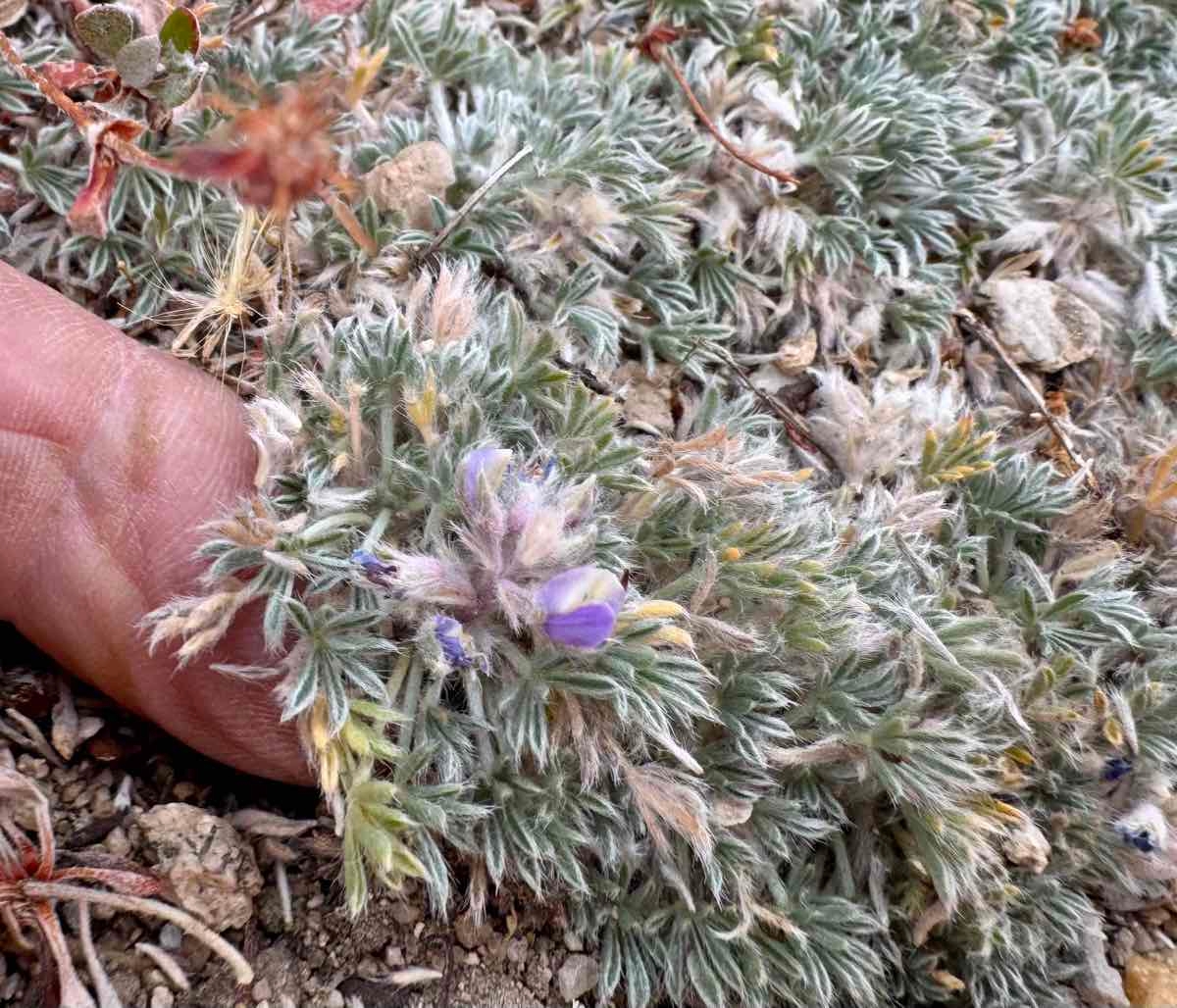 Lupinus breweri var. bryoides