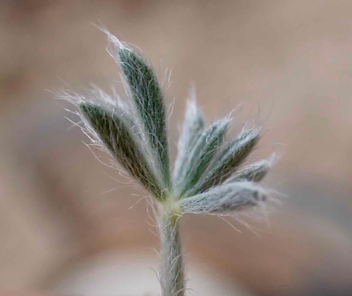 Lupinus breweri var. bryoides