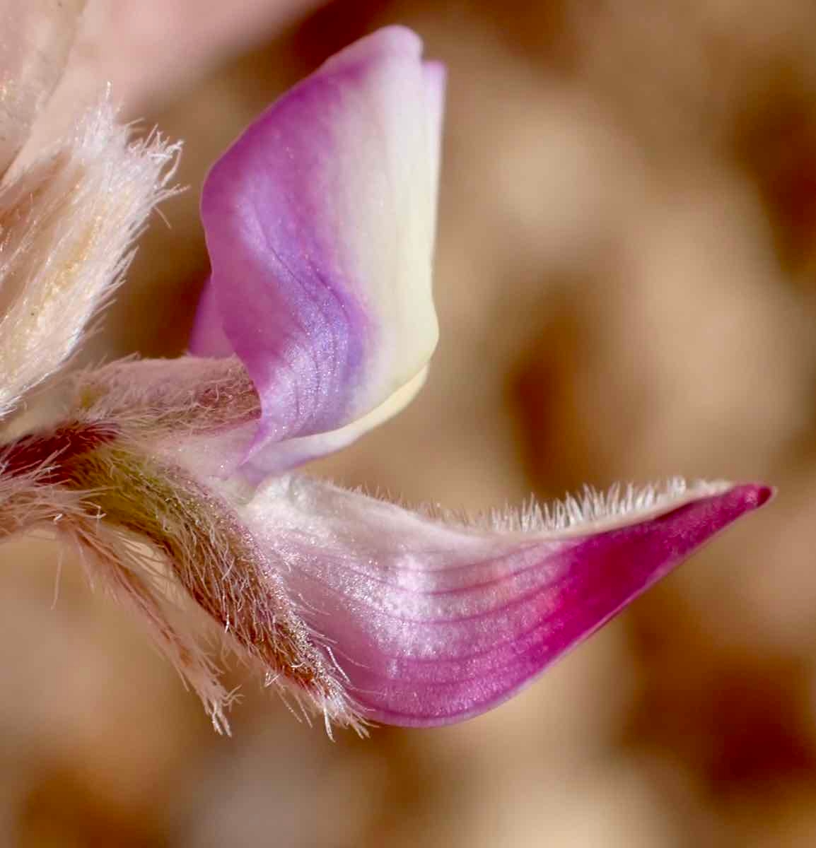 Lupinus lepidus var. confertus