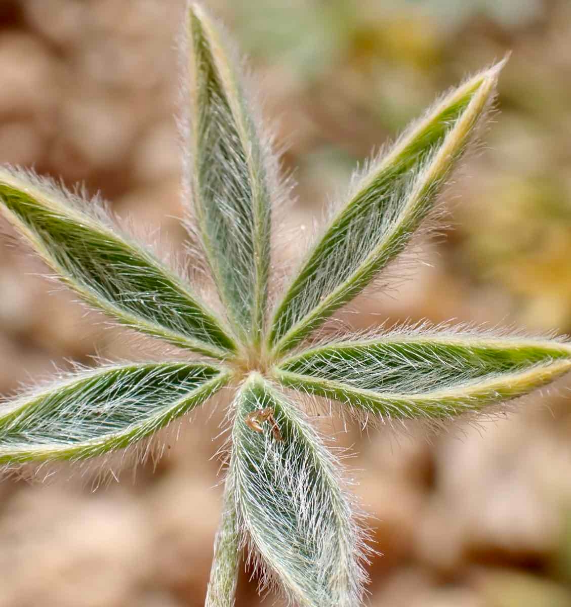 Lupinus lepidus var. confertus