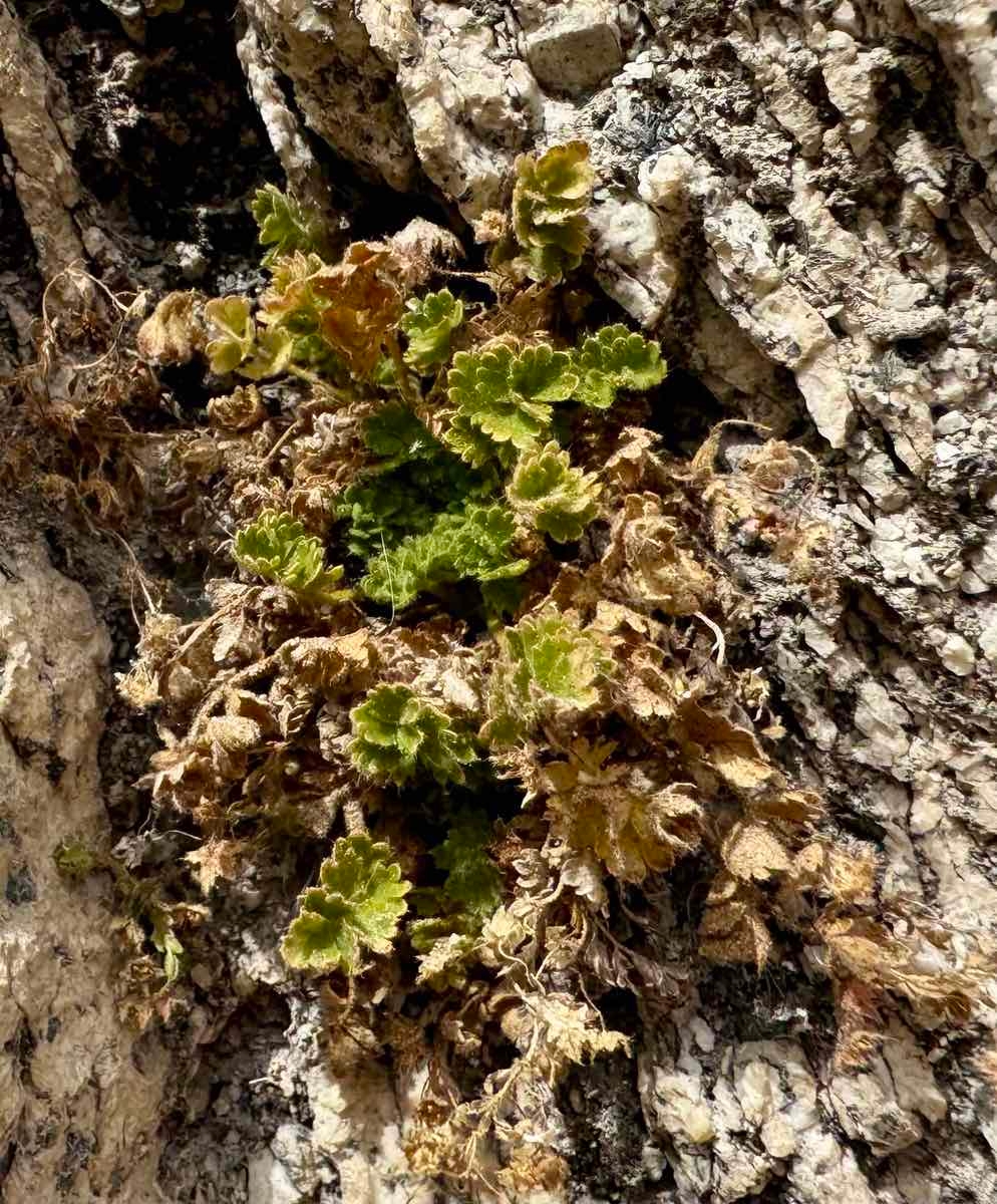 Ivesia saxosa