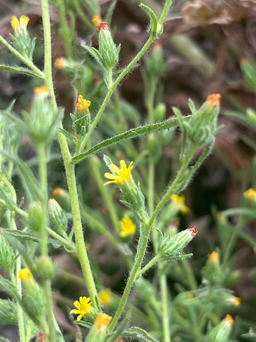 Dittrichia graveolens