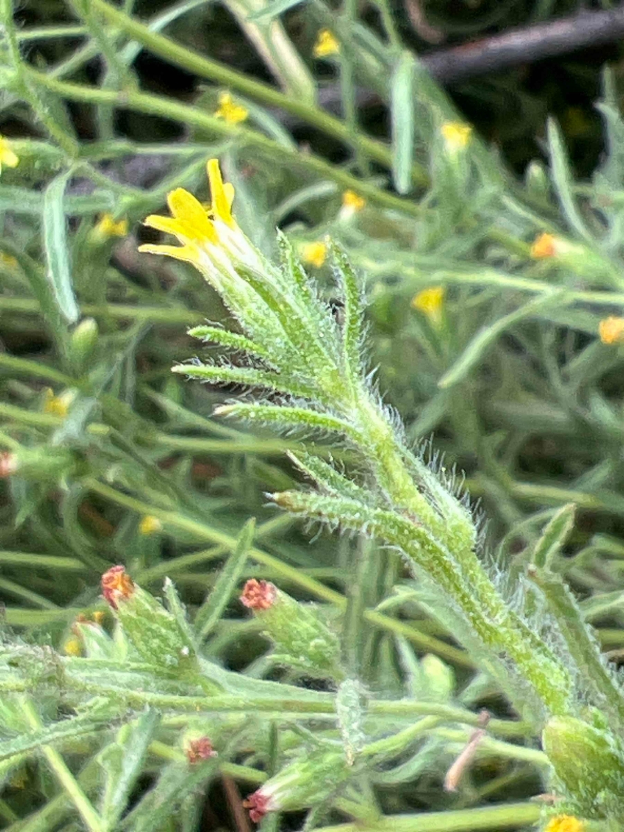 Dittrichia graveolens