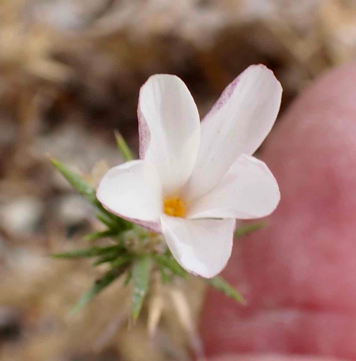 Linanthus pungens ssp. pulchriflorus