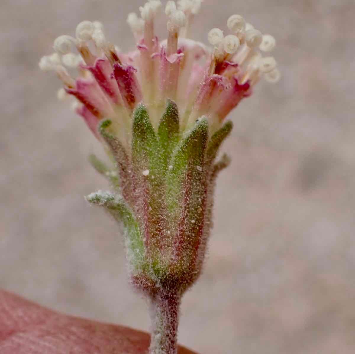 Chaenactis douglasii var. douglasii