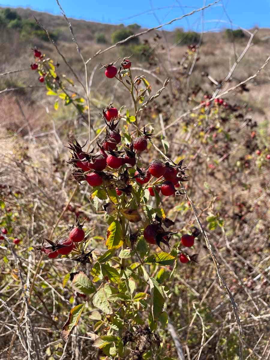 Rosa californica