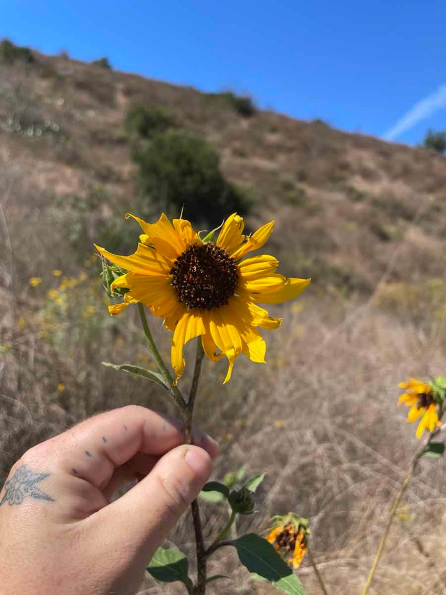 Helianthus annuus