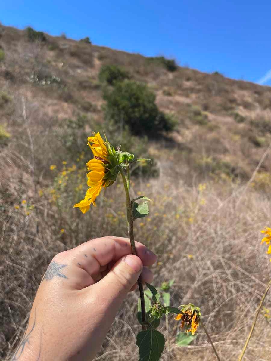 Helianthus annuus