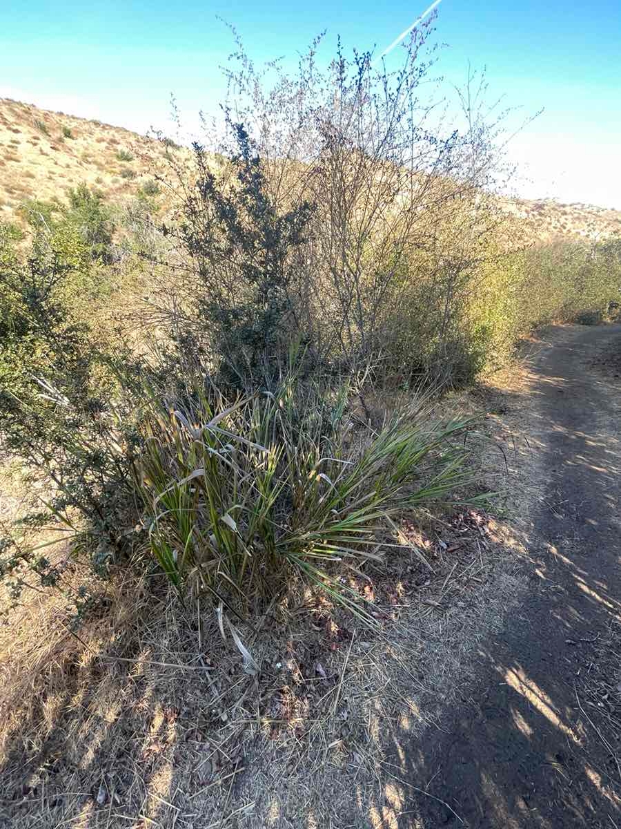 Elymus condensatus