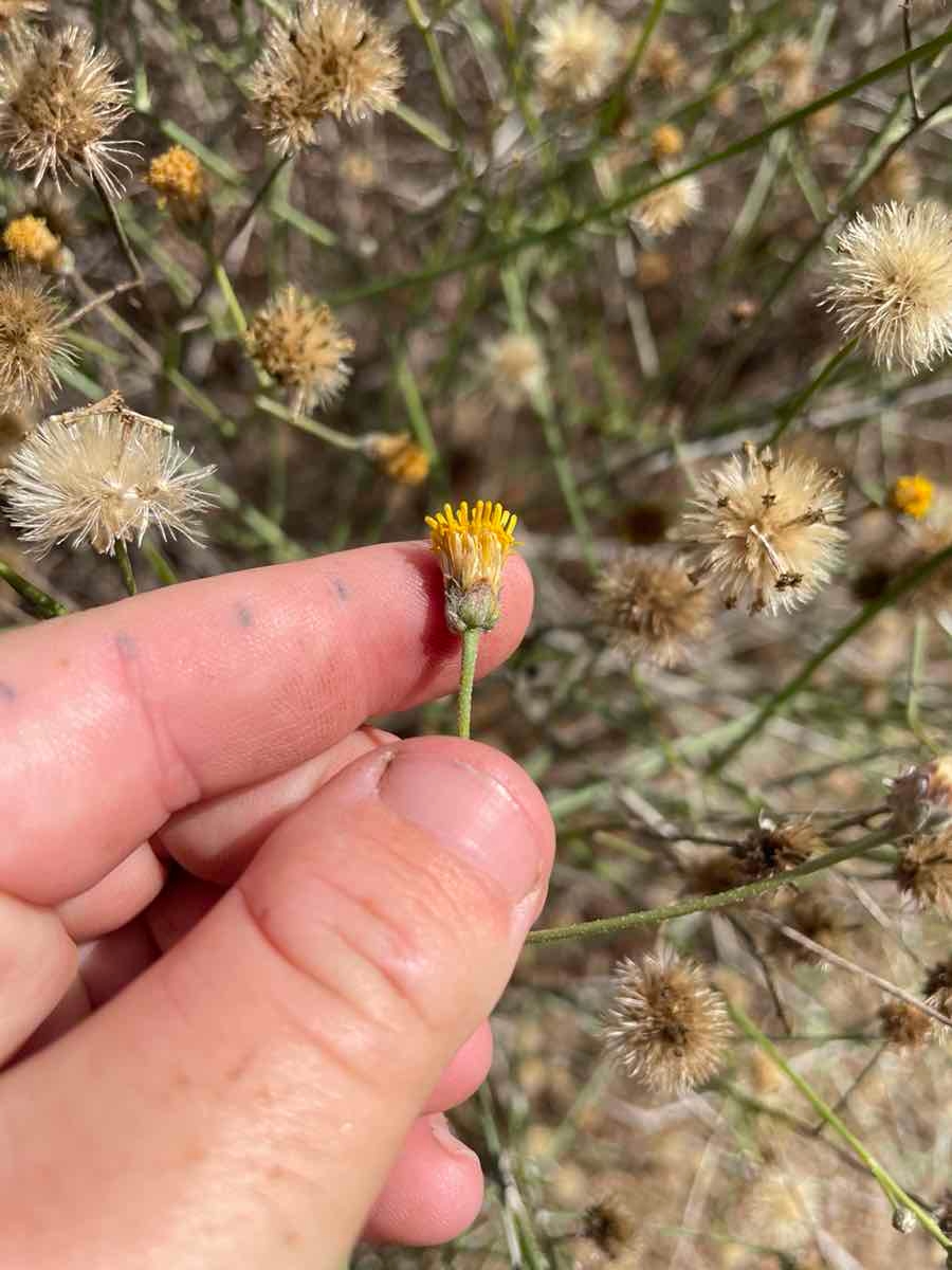 Bebbia juncea var. aspera