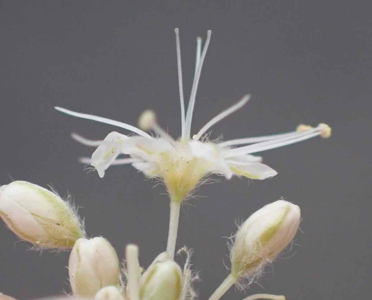 Eriogonum nudum var. murinum