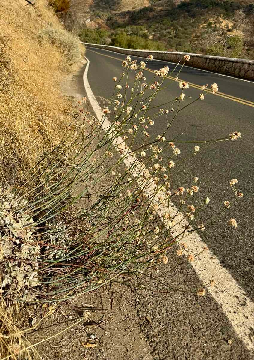 Eriogonum nudum var. murinum