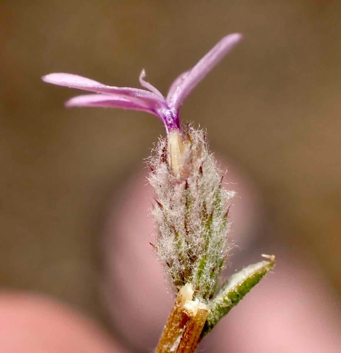 Lessingia leptoclada