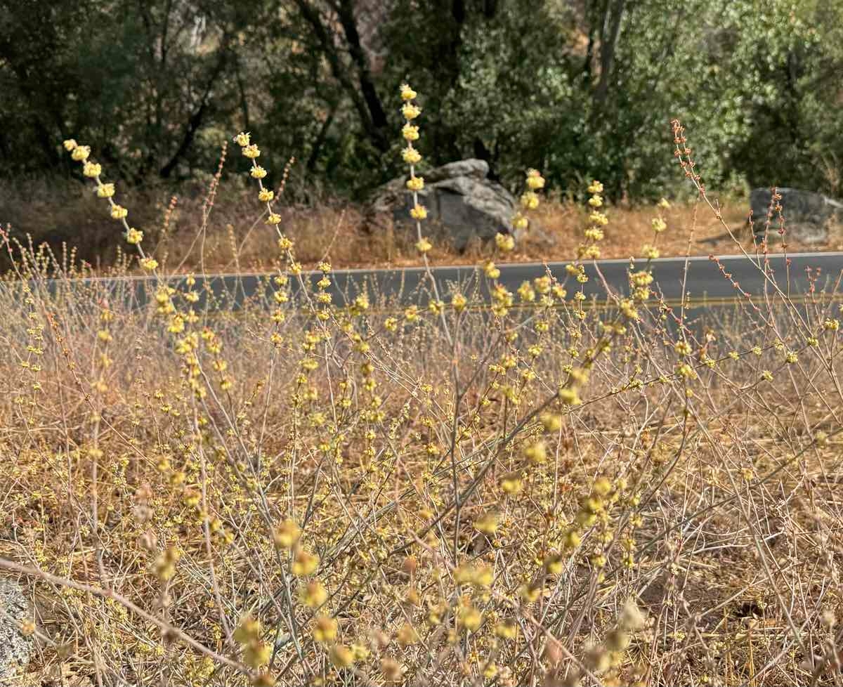 Eriogonum roseum