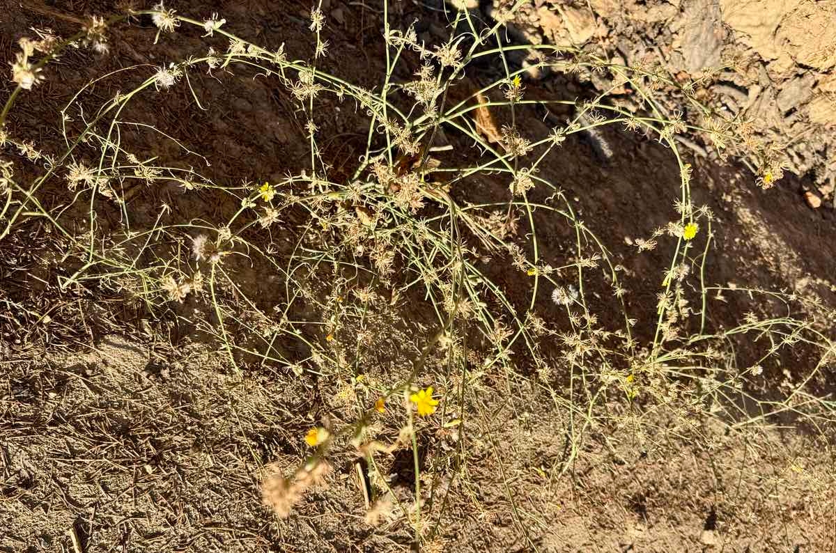 Chondrilla juncea