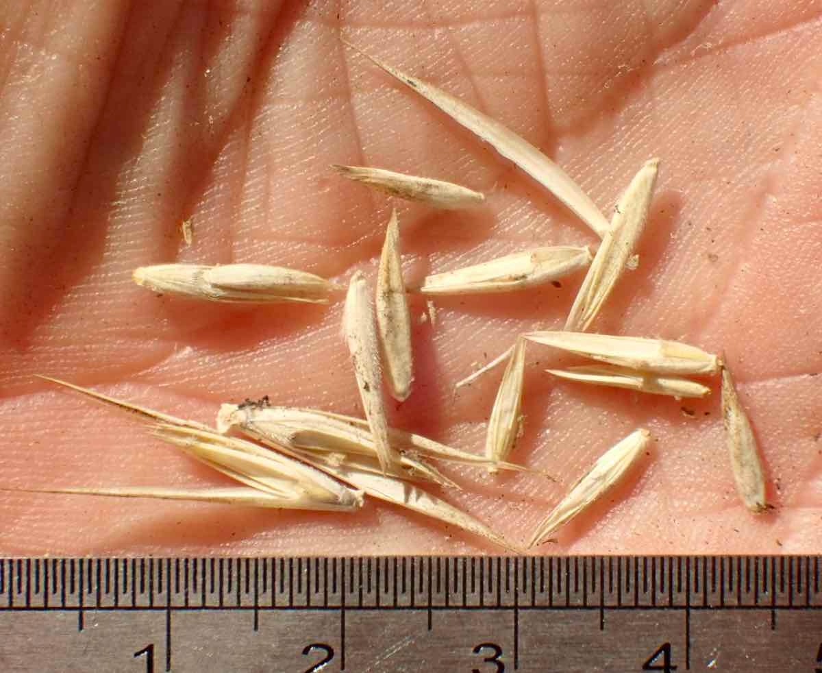 Elymus mollis