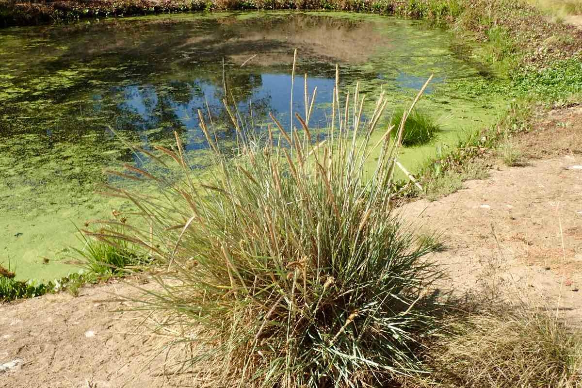 Elymus mollis