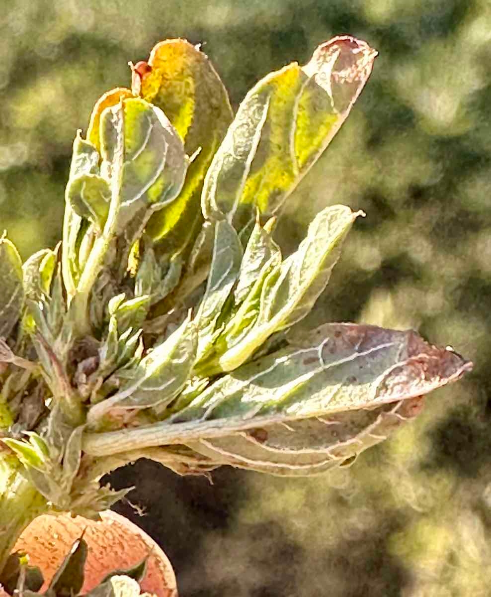 Amaranthus albus