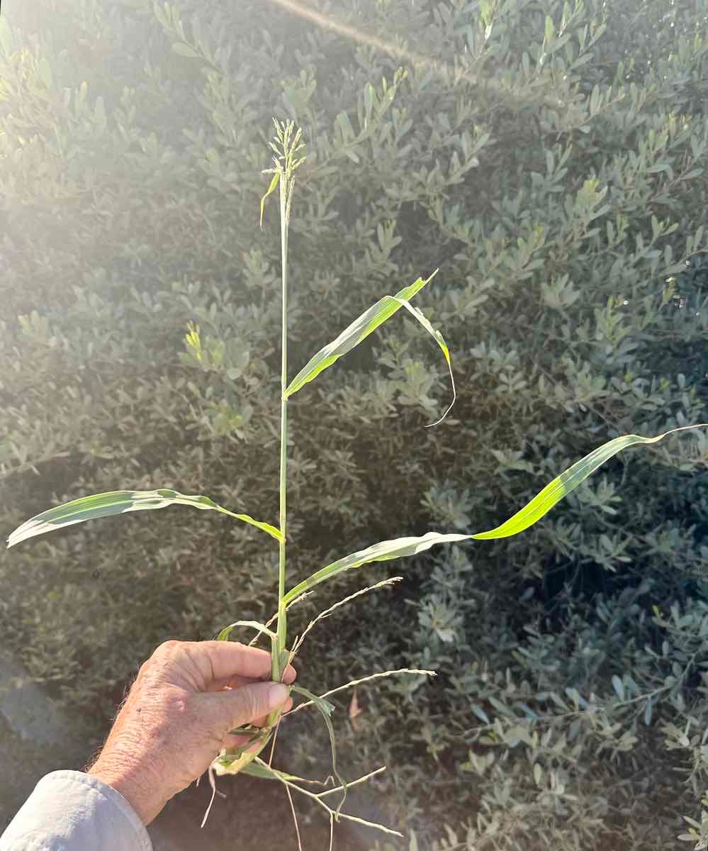 Sorghum halepense