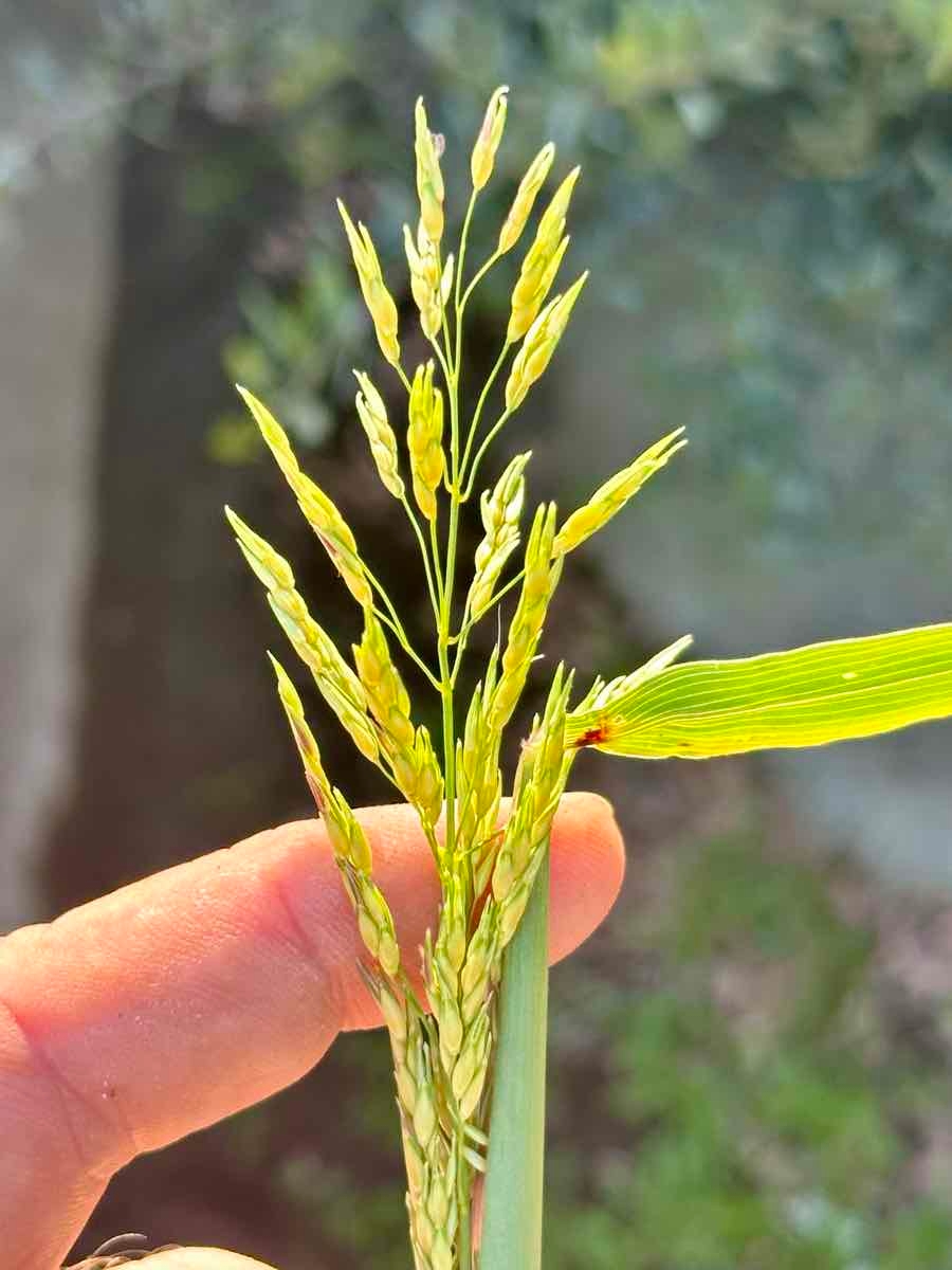 Sorghum halepense