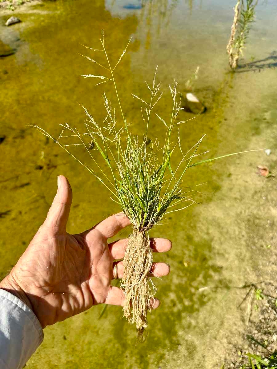 Eragrostis pectinacea var. miserrima