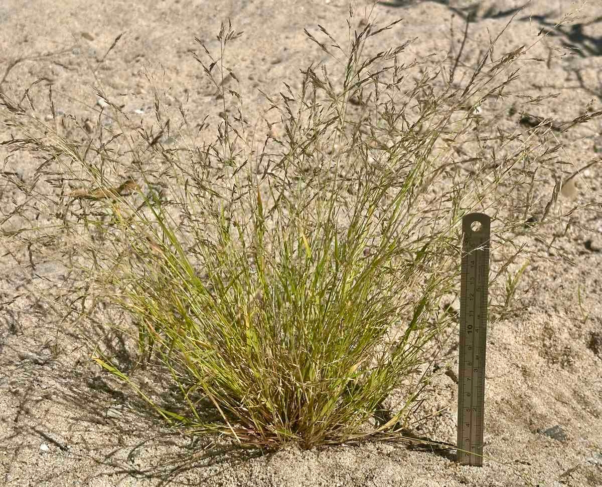 Eragrostis pectinacea var. miserrima