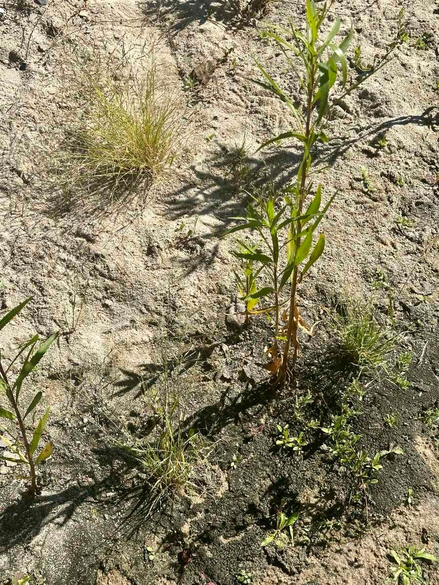 Eragrostis pectinacea var. miserrima