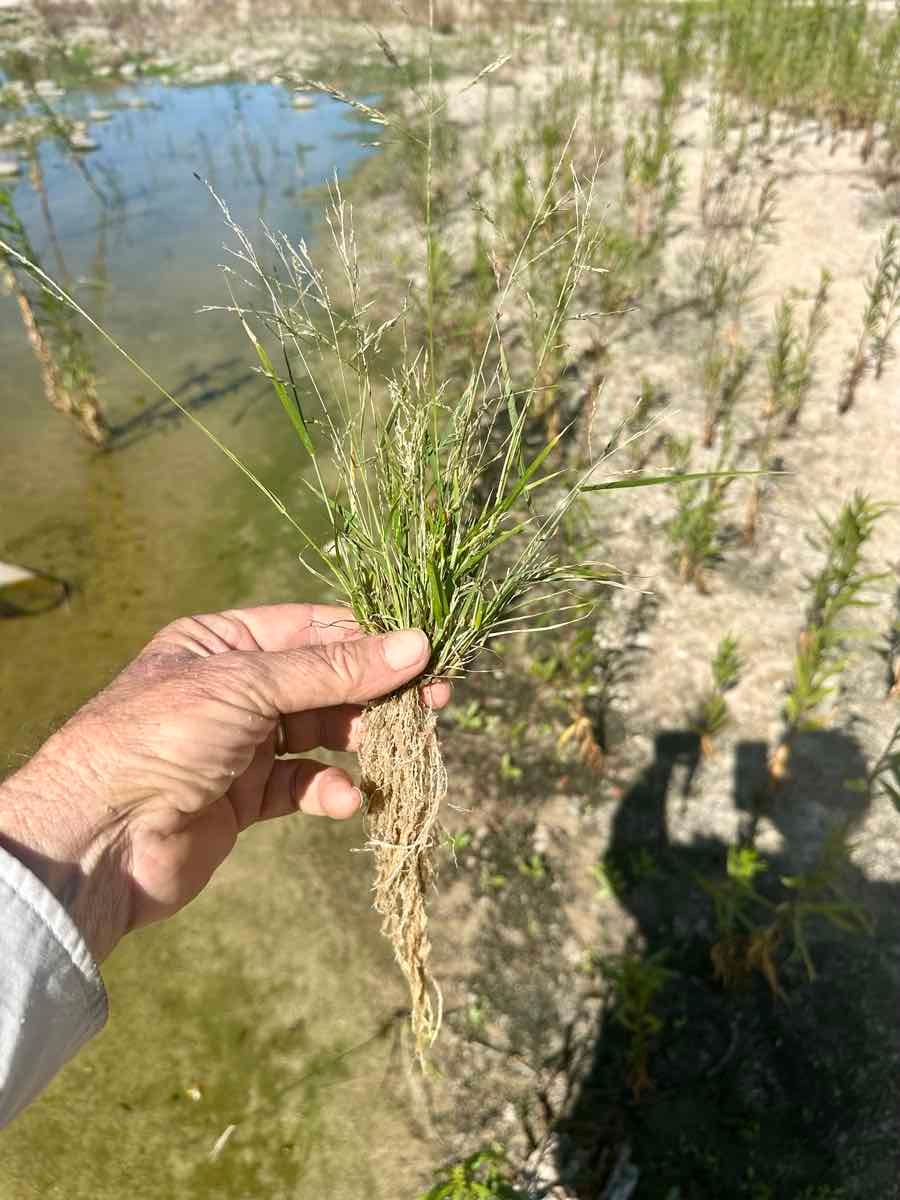 Eragrostis pectinacea var. miserrima