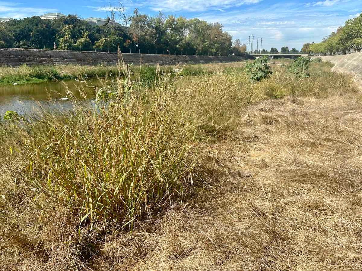 Echinochloa colona