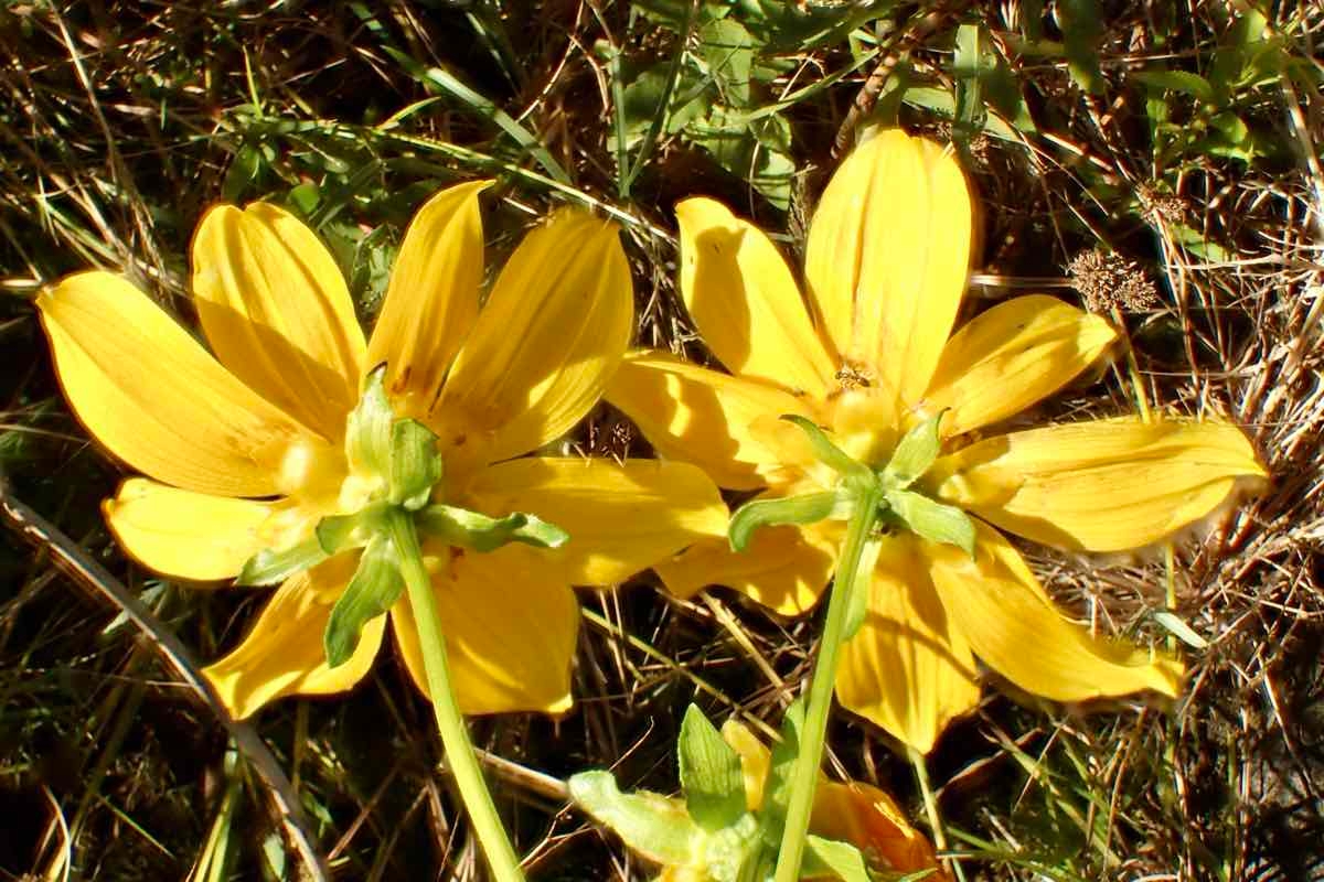 Bidens laevis