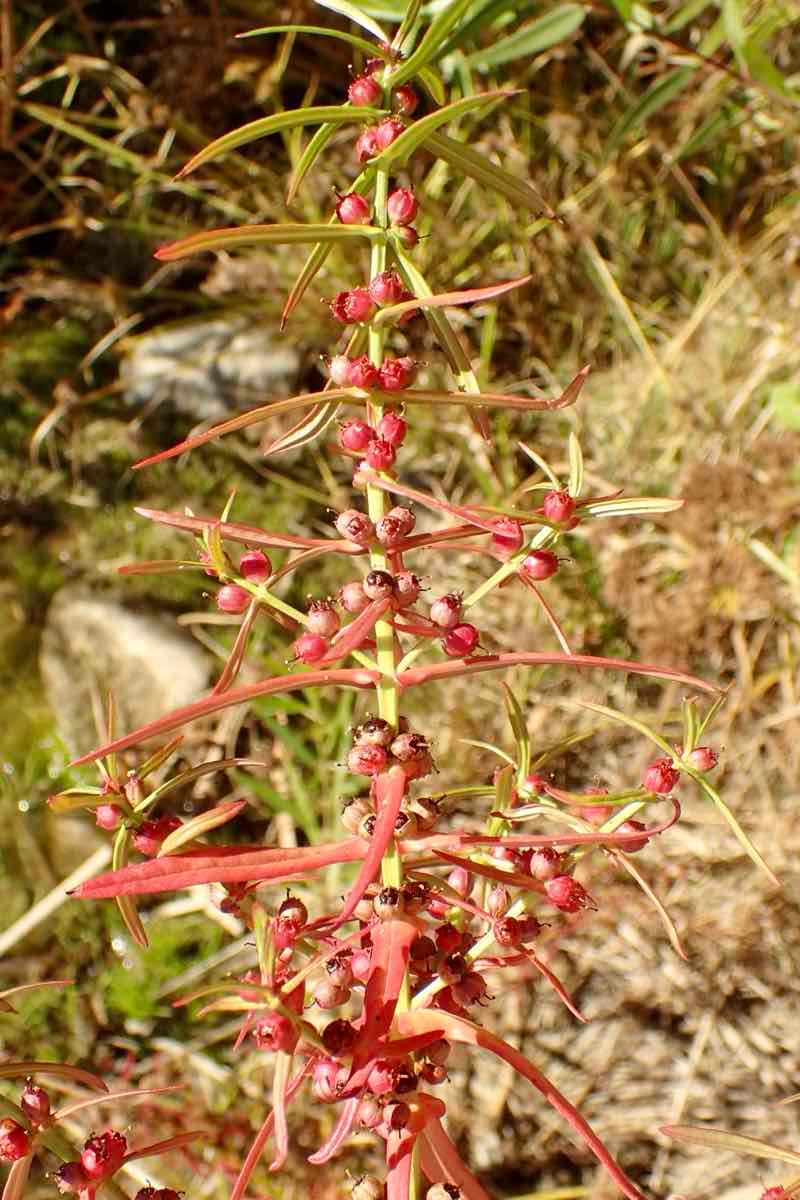 Ammannia robusta