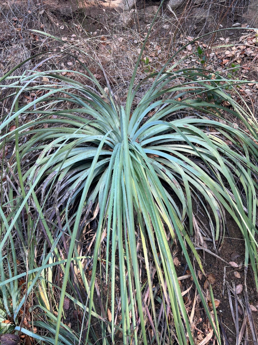 Hesperoyucca whipplei