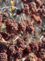 Eriogonum fasciculatum