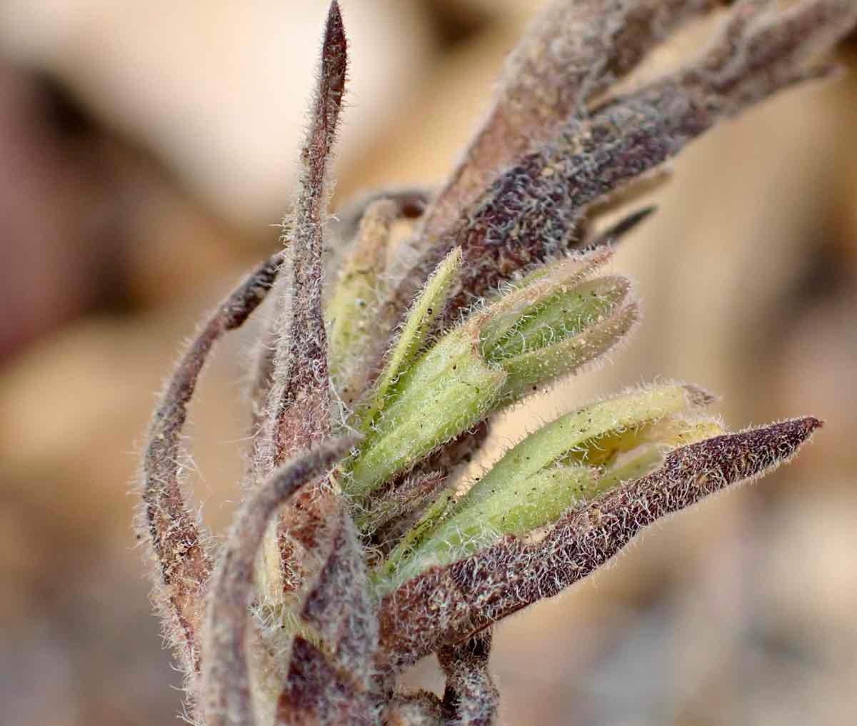 Castilleja cinerea