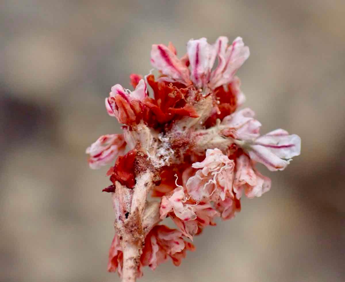 Eriogonum kennedyi var. austromontanum